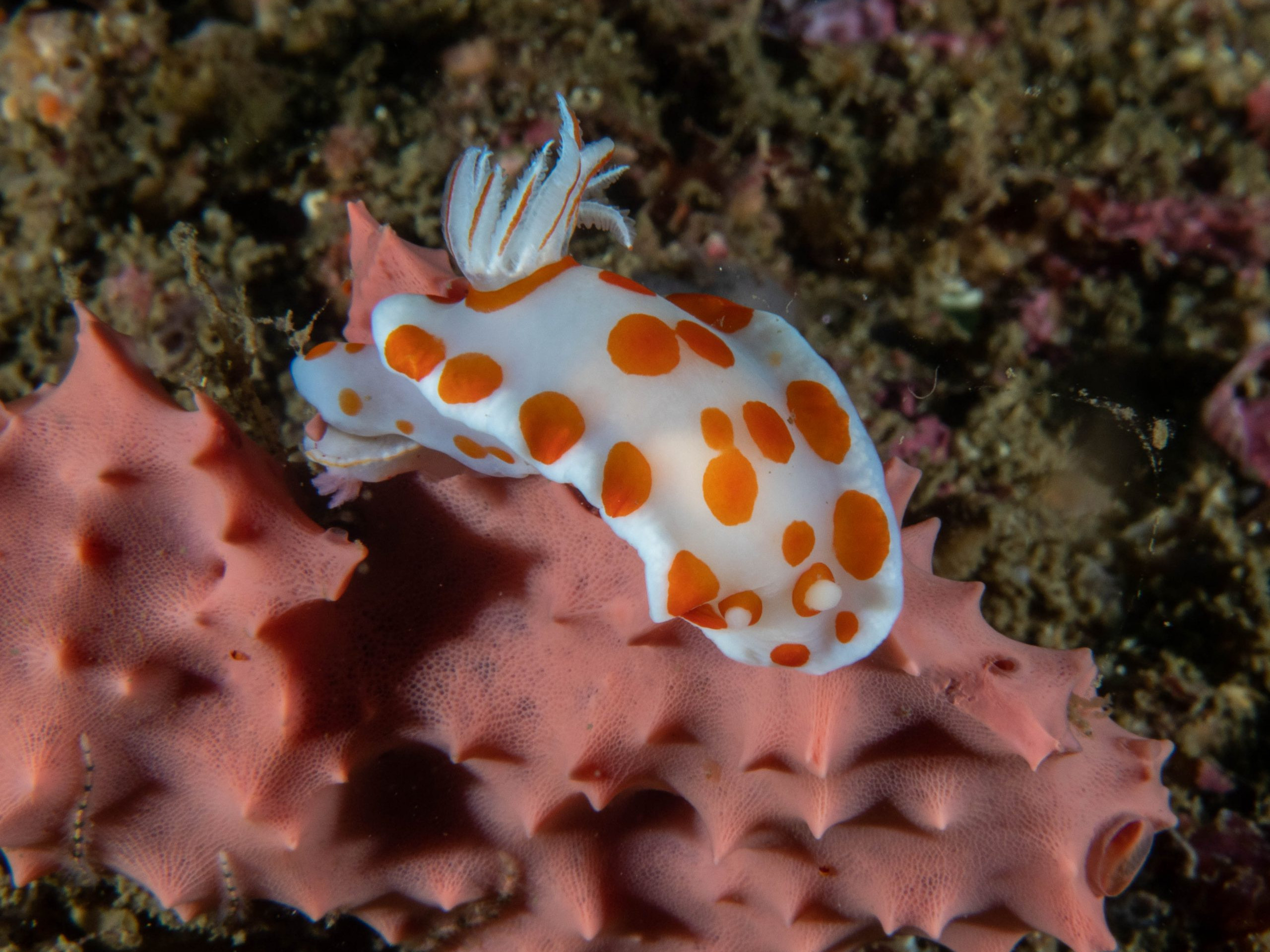 Orange spotted gymnodoris nudibranch